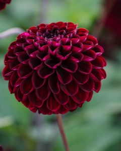 Dahlia Dark Spirit